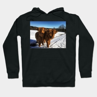 Scottish Highland Cattle Calves 1731 Hoodie